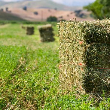 Bales of alfalfa hay curing in hay field
