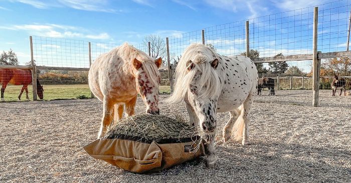 2 mini leapard appaloosa spotted horses eating from hay pillow slow feed bag on the ground.