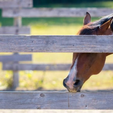 Horse chewing on wood fence.