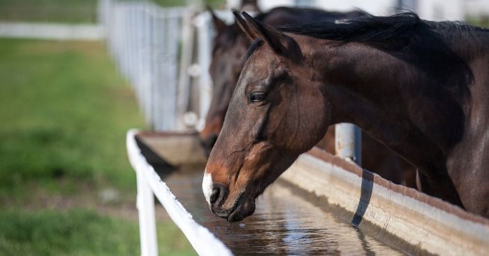 Two horses drinking water from a water trough.