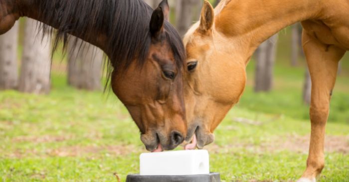 Two horses licking a white salt block. 