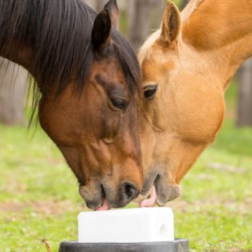 Two horses licking a white salt block. 