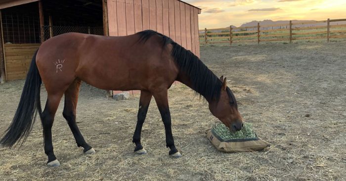 Bay horse eating from ground slow feed hay bag in large paddock.