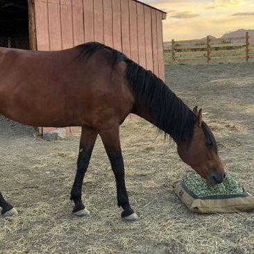 Bay horse eating from ground slow feed hay bag in large paddock.