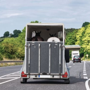 Two horses pictured from behind inside horse trailer going down a freeway.