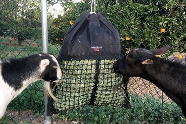 Two goats eating from a Hanging Hay Pillow slow feeder bag tied to a fence with orange trees in the background.