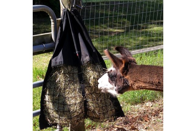 Brown alpaca eating from a Hanging Hay Pillow slow feeder hay bag on the paddock fence.