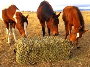 Three horses eating hay out of a slow feed bale net in a field.
