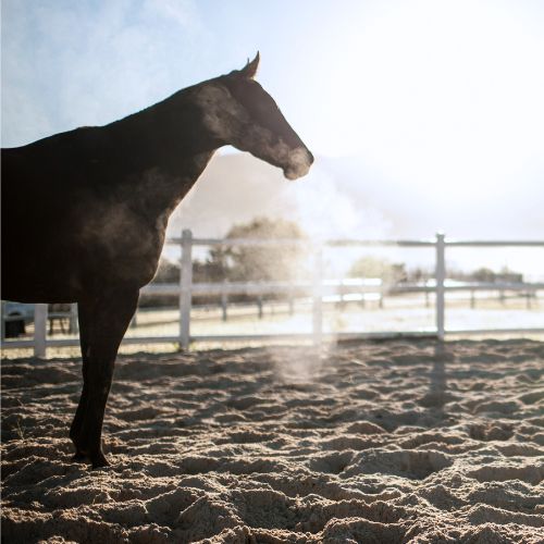 Picture of horse standing in dusty arena.
