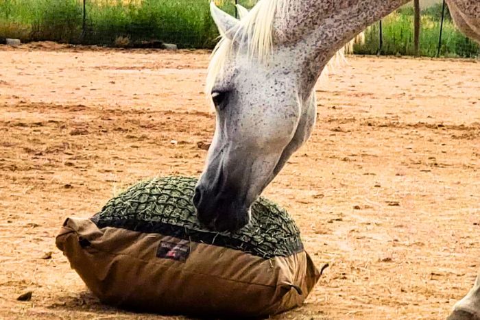 Gray horse eating from Standard Hay Pillow slow feed hay bag designed for use on the ground to allow for a natural grazing position.