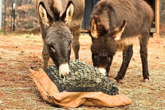Two donkeys eating from one Standard Hay Pillow Slow Feeder Hay Bag designed for use on the ground.
