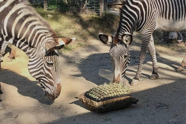 Two zebras eating from a Hay Pillow slow feed hay bag on the ground in thier zoo pen.
