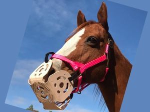 Horse wearing a Harmany grazing muzzle developed by Dr. Joyce Harman, DVM