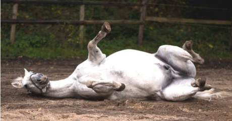 Horse rolling on the ground because of sand colic