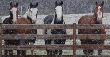 4 Horses outside in snow, side by side along the fence - and how to keep them warm.