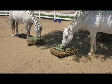 Busy horse hay bag sale