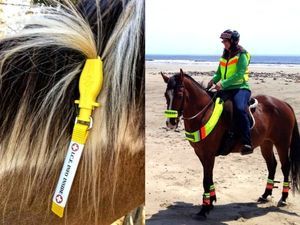 ManeStay emergency ID tag in a horse's mane; horse and rider on beach wear high visibility vets, leg wraps, & gear.