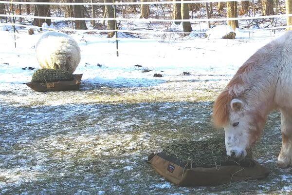 A sheep and a miniature horse eating from separate Mini Hay Pillows on the ground in a snowy paddock.