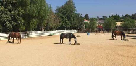 three horses eating from Hay Pillow ground slow feeders in an enriching environment