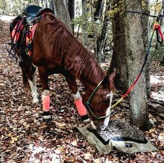 Horse tied to a tree eating from a Hay Pillow on a camping trip.