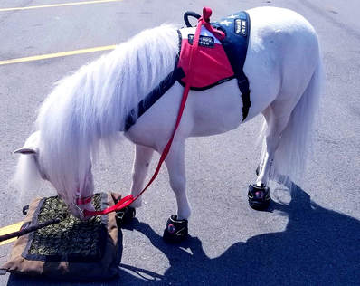 Mini therapy horse eating from mini hay pillow slow feeder.
