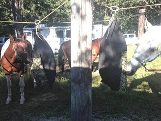 3 horses eating from hanging hay pillows on high line while camping