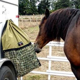Horse eating from Hanging Hay pillow trailer side inside a portable pen..