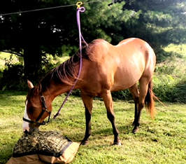 Horse tied on a high line eating from a hay pillow feeder.