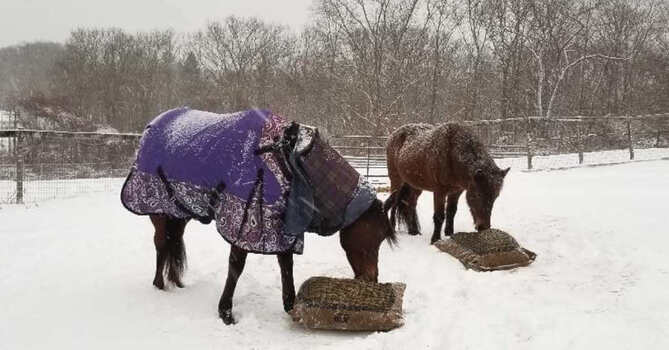 Two horses eating from hay pillow slow feeder bags in the snow.