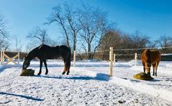 Two horses in the snow eating from Hay Pillow slow feeders on the ground.
