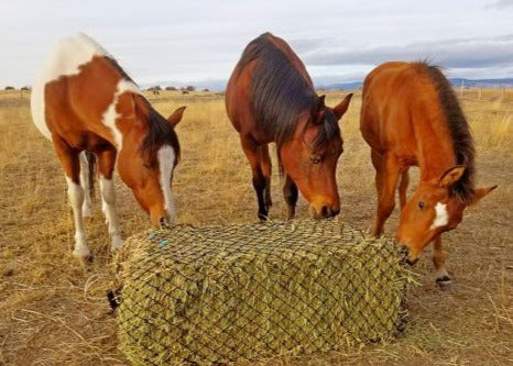 Three horses eating from West Coast slow feed Bale Net  laying on the ground in a pasture