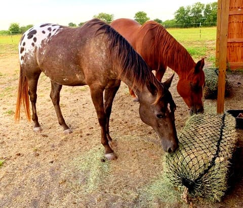 Two horses, one Appaloosa and one Chestnut eating hay from a West Coast slow feed bale net  on the ground. 