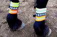 Horse High Visibility Leg Gear on horse legs.