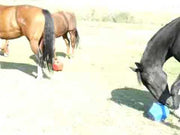 Video of four horses using two Nose It 10" Enrichment Slow Feed Food Dispensers.