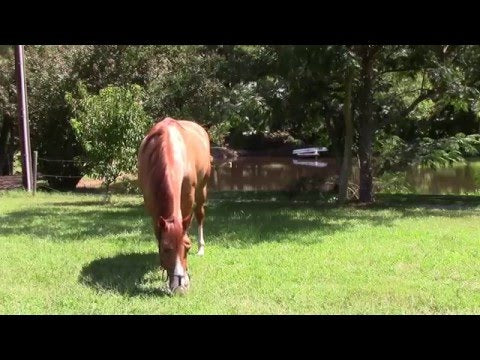 Video of Harmany Grazing Muzzle in use.