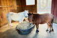 Two miniature horses - one white and one bay color - eating from a small bale hay net tied in a tub inside their shelter.