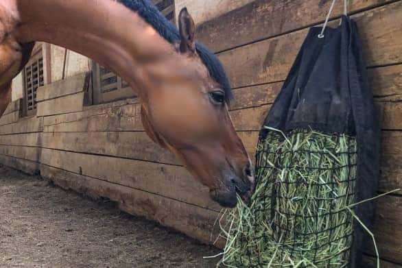 Bay horse eating hay from Hanging Hay Pillow in barn aisleway.