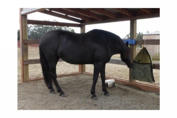 Black horse eating hay from Hanging Hay Pillow in corral under shelter.