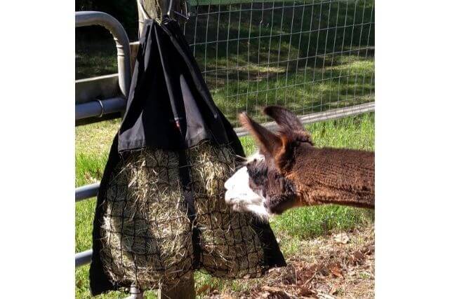 Alpaca eating hay from a Hanging Hay Pillow.