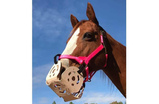 Chestnut horse wearing a Harmany Grazing Muzzle.