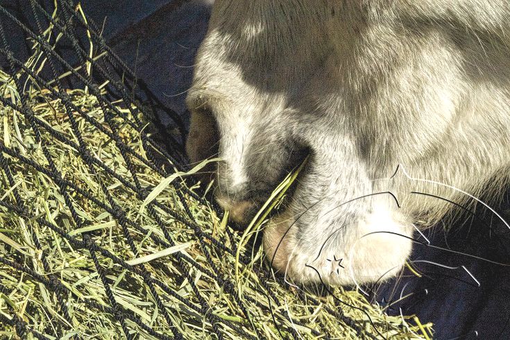 Close up of Horse eating from small mesh hay net.