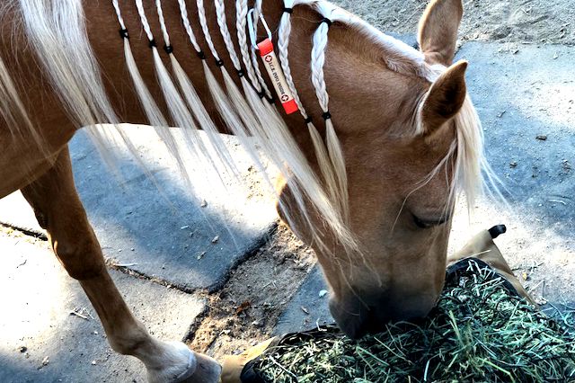 Palamino horse with an Equine Ultralite Emergency Info ID Clip-on Tag attached to braided mane eating hay from a Standard Hay Pillow slow feed hay bag.