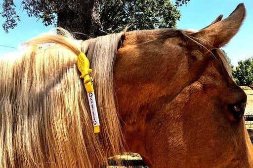 Palamino horse with ManeStay Equine Emergency ID Tag attached to its mane.