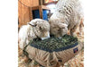 Two sheep eating hay from Standard Hay Pillow Slow Feeder Hay Bag in a barn.