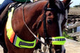 Horse with Horse High Visibility neon Nose Band on bridle.