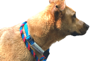 Dog with wrap around emergency ID on collar.