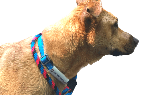 Dog with wrap around emergency ID on collar.