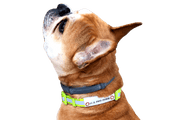 Dog with wrap around emergency ID on collar.