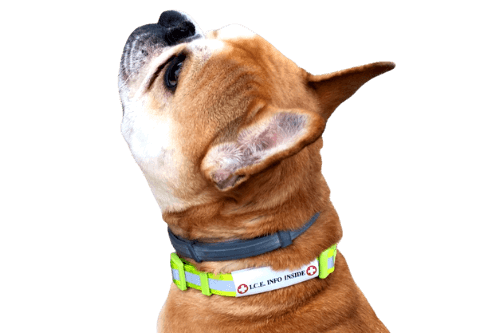 Dog with wrap around emergency ID on collar.