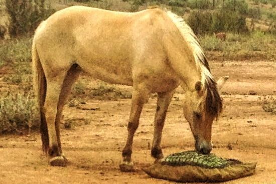 Fjord horse eating from Version II Standard Hay Pillow slow feed hay bag with the netting panel installed.